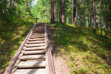 Obraz premium wooden steps rise through forest, surrounded by trees and plants. path shows sunlight filtering through leaves brightening way up.