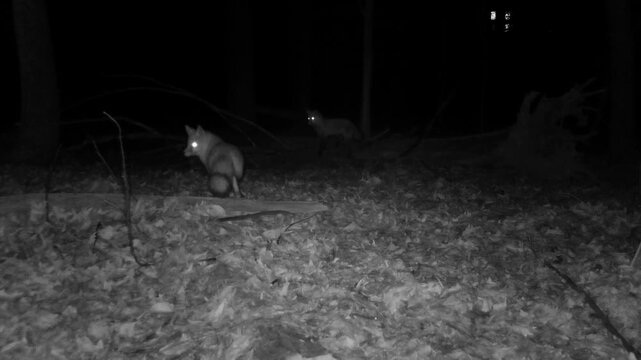 two red foxes in the woods at night