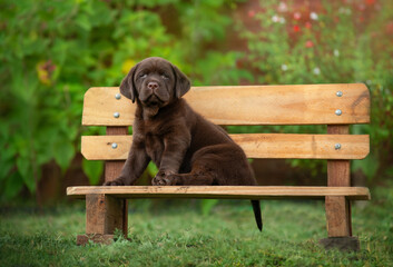 labrador retriver 