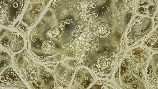 Microscopic style view of active yeast fermentation