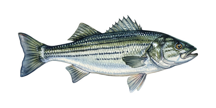 A detailed watercolor illustration of a striped bass fish swimming gracefully on a white background