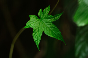 Top view of heart shape leaf at the forest
