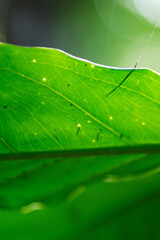 Macro shot of green plant under sunlight