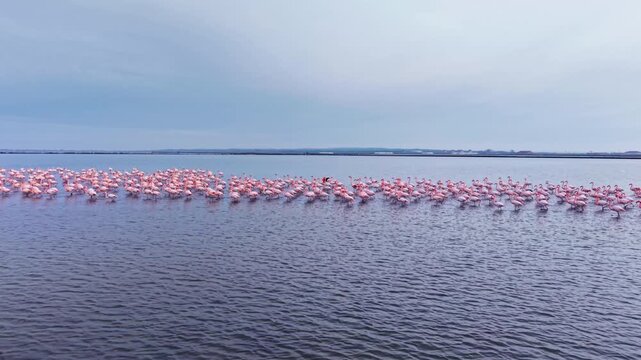 A large flock of flamingos gathers in serene waters, their vivid pink feathers contrasting with tranquil surroundings. Soft clouds linger overhead, enhancing the peaceful atmosphere.