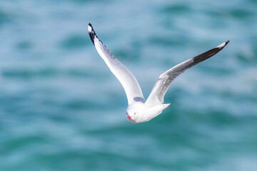 Silver Gull (Chroicocephalus novaehollandiae) flying, Narooma, NSW, November 2025