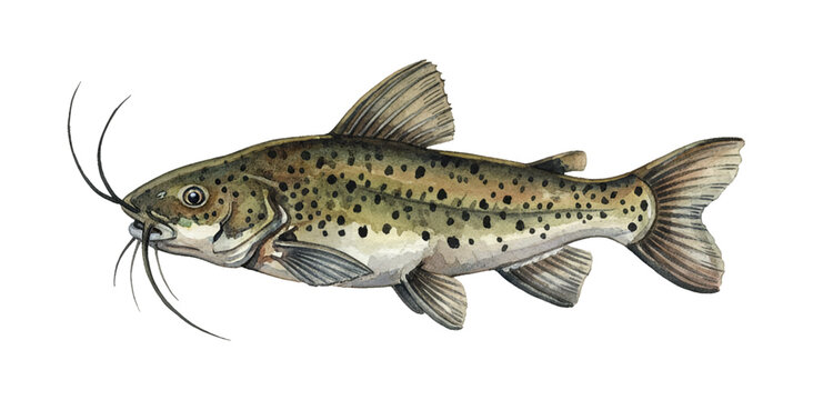 Brown Spotted Catfish with Long Whiskers Swimming Pose Watercolor Painting Isolated White Background