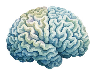 Human brain painted with soft watercolor strokes showing detailed folds and convolutions in medical illustration style