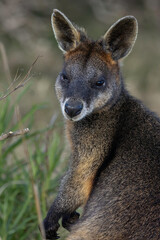 Fototapeta premium Swamp Wallaby (Wallabia bicolor), Narooma, NSW, September 2025