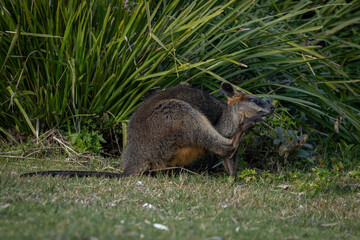 Swamp Wallaby (Wallabia bicolor), Narooma, NSW, September 2025 © Jon Steinbeck