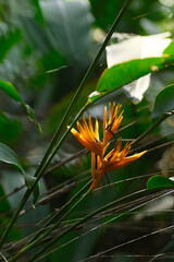 Beautiful orange flower on green plant