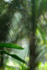 spider web in the morning