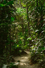 tropical forest in the jungle