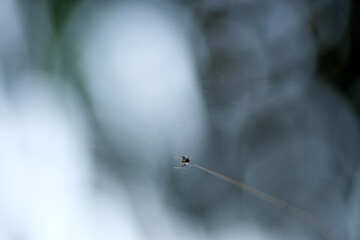 Macro of spider web with blurry background