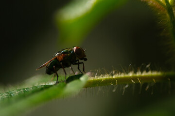 fly on green leaf