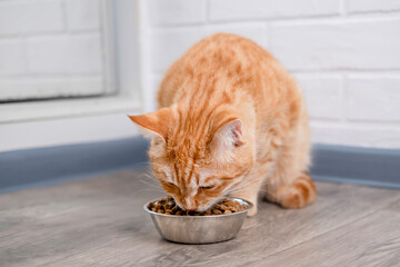 A cute red cat eats from a bowl © Svetlana