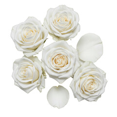 Five transparent roses, intricate velvety petals, freshly bloomed, isolated on seamless transparent background with copy space, concept of purity and romance