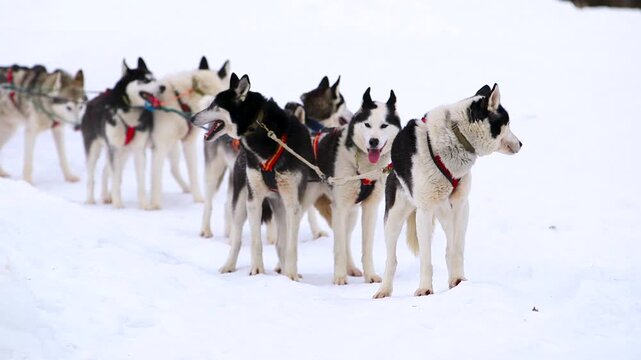 Iditarod sled dogs in snow
