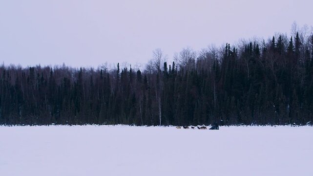 Sled dog team training for Iditarod