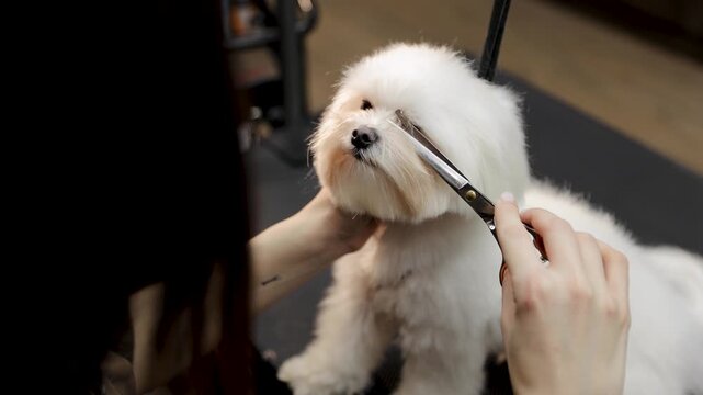 Groomer holding scissors, carefully trimming white fur around the face of a maltese puppy during a grooming session