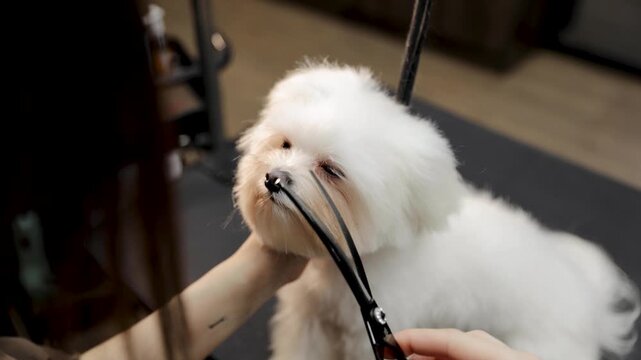 Professional groomer carefully trimming a white maltese dog's head with scissors, providing precision pet grooming services