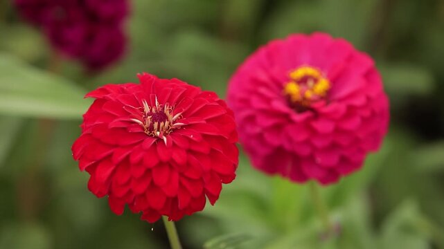 풍경빨간꽃다홍꽃포커스아웃(식물+줄기+꽃잎+자연+바람)