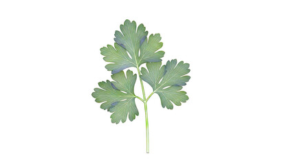 Naklejka premium Green Parsley Leaf