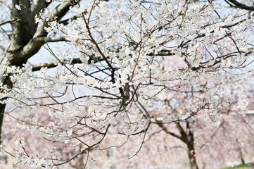 空と桜