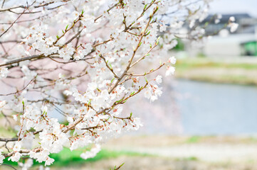 Obraz premium 桜の花びら