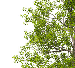 Obraz premium Tulip Tree branch isolated on transparent background. tree branch green leaves isolated on transparent background. Plant or tree leaves isolated on white background. Tree foliage PNG. tulip leaves PNG