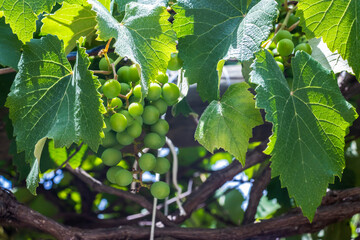Bunches of young, unripe green grapes hang from a vine surrounded by lush leaves. This image captures a crucial early stage in viticulture, showing the fruit's development before ripening and harvest.