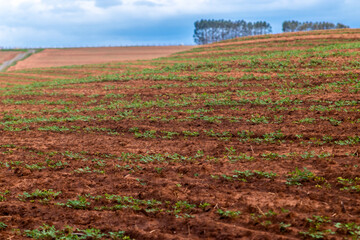 Young peanut seedlings sprout in curved rows on a Brazilian farm. This technique, called contour planting, is used on the fertile red soil to prevent erosion and conserve water.