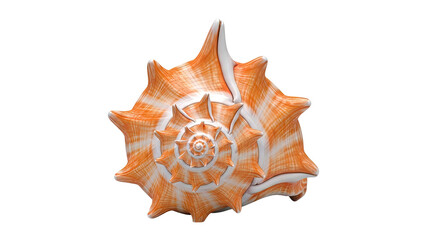 Obraz premium Orange and White Spiked Seashell