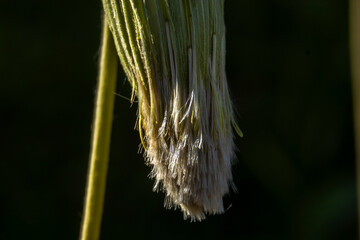 Macro of a dandelion head post-bloom, drooping as it transforms into a seed pappus. Backlit by sun, it shows nature's cycle of renewal, fragility, and resilience against a soft green background. © AlfRibeiro