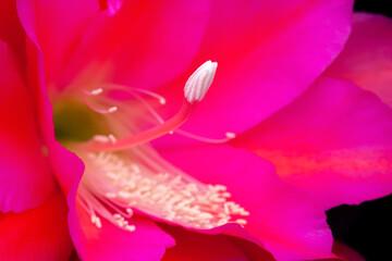 Orchid Cactus flower detail