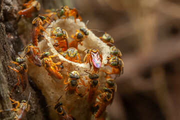 Narrow Stingless Bee