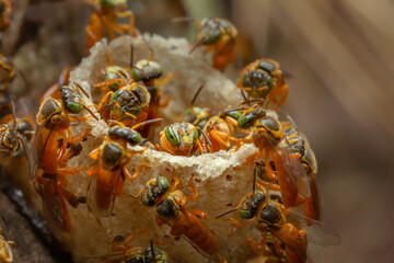 Narrow Stingless Bee