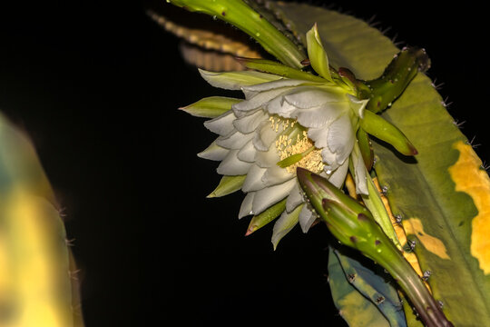 A white and yellow flower of mandacaru cactus, Cereus jamacaru, blowing at night in Brazil