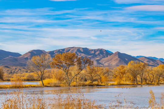 Wide view of autumn wetlands with cottonwood trees and mountain backdrop at Bosque del Apache National Wildlife Refuge in New Mexico on a clear day.
