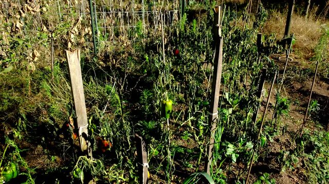 Withered bell pepper plants after first frost and moving camera closer toward one of last green or unripe pepper hanging from dying plant tangled to wooden post
