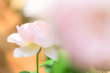 バラの花「シャリファ・アスマ」
「心を解き放つ、芳醇な香りの記憶。日々の疲れを癒やすバラ。」
阿蘇市バラの花観光スポット
Rose "Sharifah Asma"
"A memory of a mellow fragrance that liberates the soul. Roses soothe the fatigue of everyday life."
Aso City Rose Tou