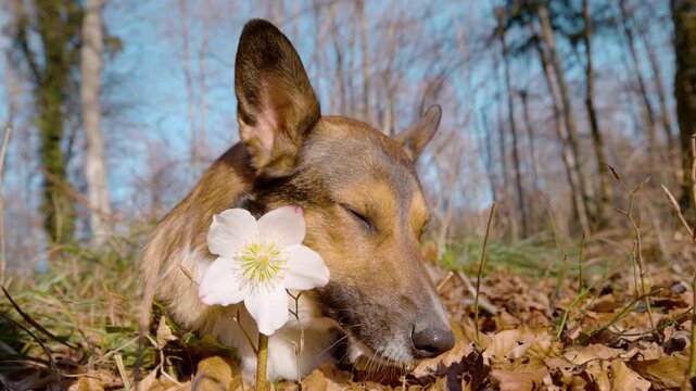 CLOSE UP, PORTRAIT: Dog chews its treat in forest next to a white hellebore flower. Obedient pet enjoys his reward on a walk through woods strewn with autumn leaves and dotted with spring flowers.
