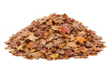 Autumn leaves forming a large pile, showing various shades of brown and orange, isolated on a transparent background