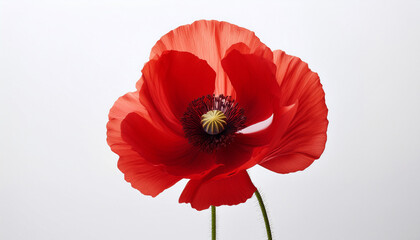 Red Poppy Flower On White Background