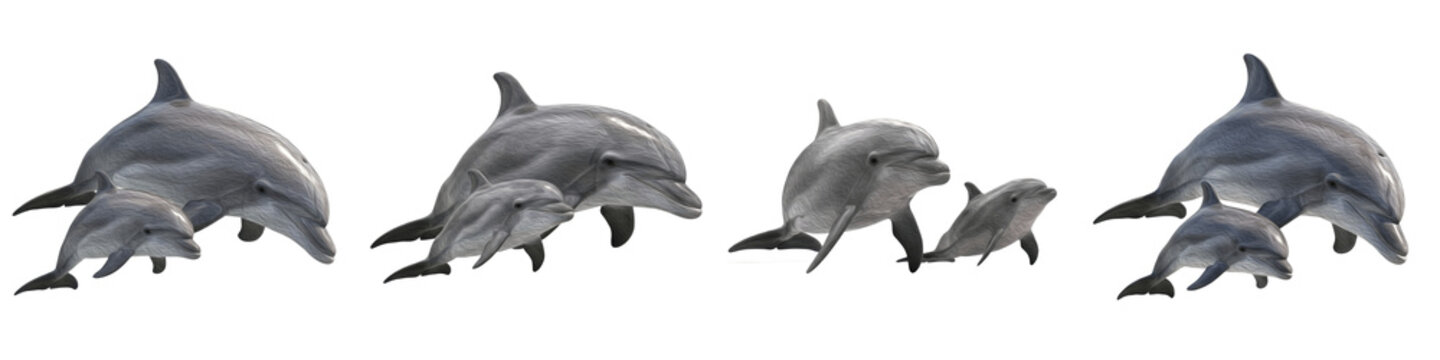 Set/Collection of Dolphin with Baby Swimming Together, Adult and Infant Dolphins in Natural Pose, Marine Mammals, Isolated on White Transparent PNG Background