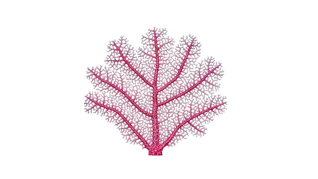 Pink Sea Fan