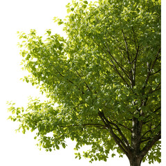 Tree Canopy Foliage Sunlight PNG Isolated on Clean White Background