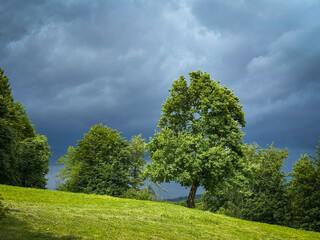 Obraz premium Vibrant green tree on lush grassy slope surrounded by forest. Powerful contrast between sunlit greenery and dark sky filled with storm clouds. Intense atmosphere of an approaching rain in countryside.