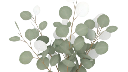 Eucalyptus leaves on stems