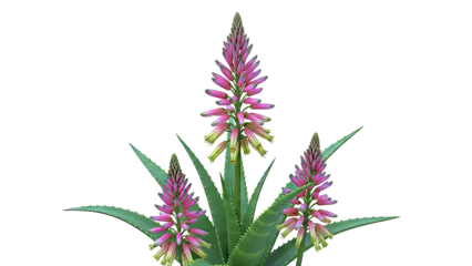 Aloe Vera Plant with Pink and Yellow Blooming Flowers