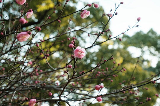 冬・風に揺れ太陽の光日光にきらめく梅の新芽と花のつぼみ　日本の季節　越冬・春・芽吹き2月のイメージ